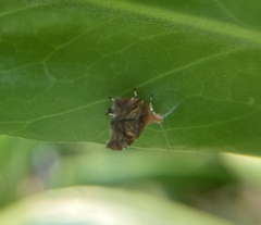 Choreutis emplecta