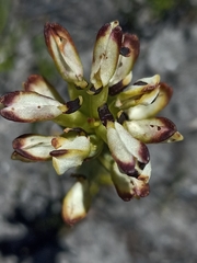 Disa bivalvata