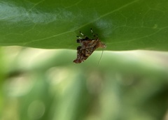 Choreutis emplecta