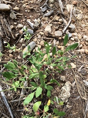 Eriogonum wootonii