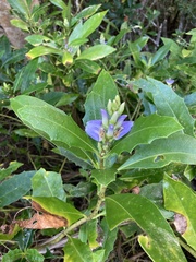 Acanthus ilicifolius