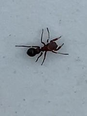 Peckhamia picata