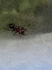 Peckhamia picata