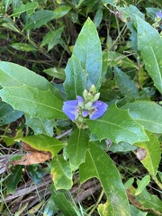 Acanthus ilicifolius