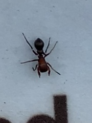 Peckhamia picata