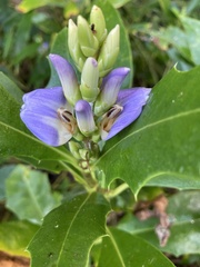 Acanthus ilicifolius