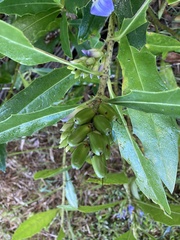 Acanthus ilicifolius