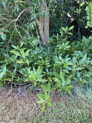 Acanthus ilicifolius