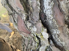 Chrysothrix xanthina