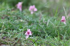 Dicerocaryum senecioides