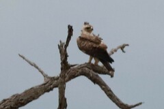Hieraaetus wahlbergi