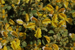 Phlomis lanata