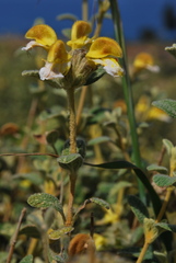 Phlomis lanata