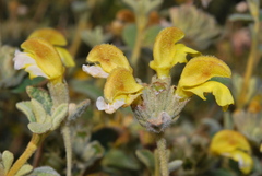 Phlomis lanata
