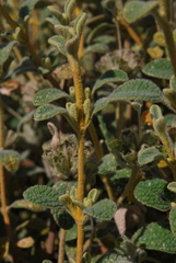 Phlomis lanata