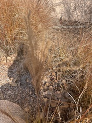Chloris virgata