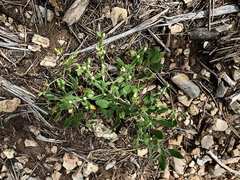 Eriogonum wootonii