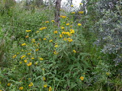Phlomis lunariifolia