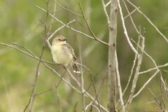 Cisticola natalensis