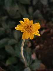 Sphagneticola trilobata
