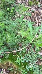 Eupatorium capillifolium
