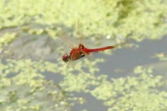 Urothemis assignata