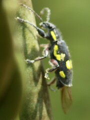 Polyclaeis longicornis