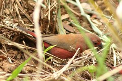 Lagonosticta rhodopareia