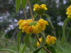 Phlomis lunariifolia