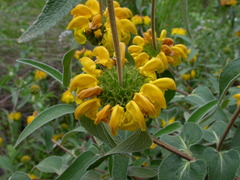 Phlomis lunariifolia
