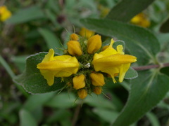 Phlomis lunariifolia