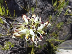 Disa bivalvata