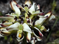 Disa bivalvata