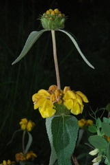 Phlomis lunariifolia