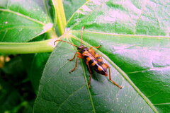 Xestoleptura