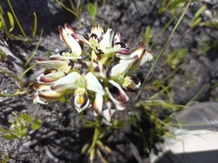 Disa bivalvata