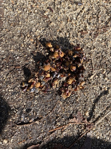 iNaturalist observation photo of Mammals
