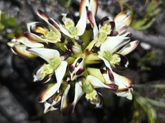 Disa bivalvata