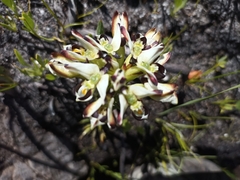 Disa bivalvata