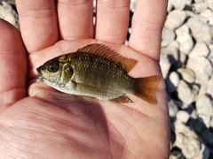 Sarotherodon melanotheron