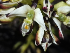 Disa bivalvata