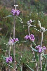 Phlomis purpurea