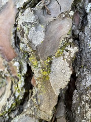 Chrysothrix xanthina