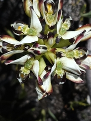 Disa bivalvata