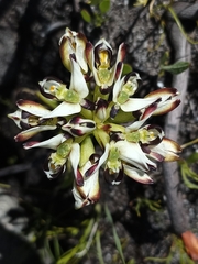 Disa bivalvata
