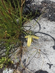 Albuca