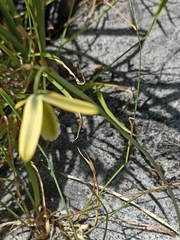 Albuca