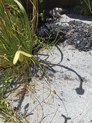 Albuca