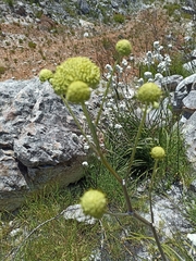 Hermas villosa