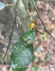Monolepta oculata